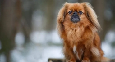 Колко живеят вкъщи в у дома